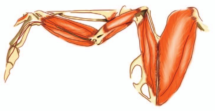 Os músculos do tórax e do abdome compreendem aqueles que auxiliam no processo de respiração (inspiração e expiração), tais como: músculos elevadores costais, escaleno, transverso abdominal, reto