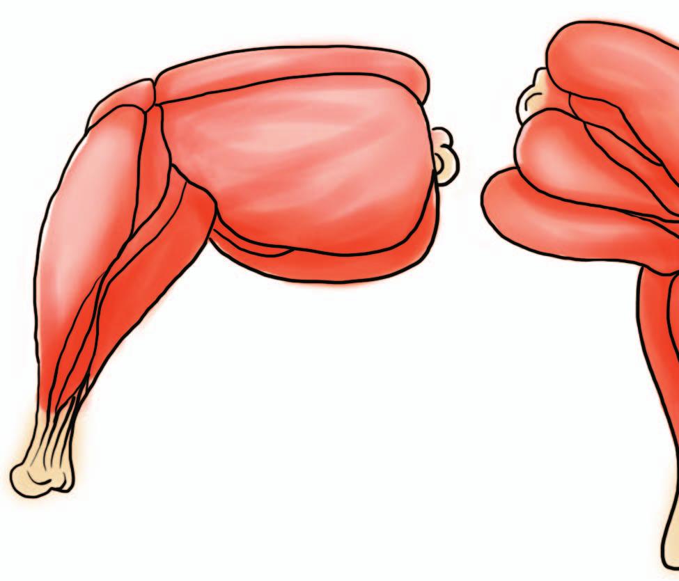Na Figura 3.5 estão detalhados os músculos da coxa e sobrecoxa do frango. Observe o músculo gastrocnêmio, o maior músculo da coxa da ave e é o mesmo que forma nossa panturrilha (ou barriga da perna ).