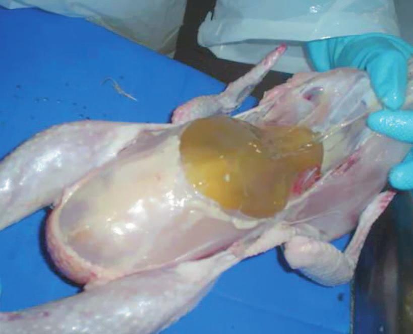 6.5 Problemas metabólicos relacionados ao sistema circulatório de aves de granja Com o avanço das práticas de melhoramento genético, nutrição, manejo e sanidade na criação de frangos de corte,
