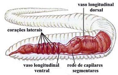 SISTEMA CIRCULATÓRIO Existem dois grandes vasos, um dorsal e um ventral interligados por