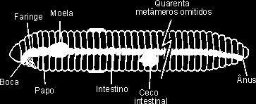 NUTRIÇÃO E DIGESTÃO Sistema digestório: completo, com boca e ânus.