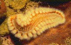 FILO ANNELIDA Compreende vermes de corpo cilíndrico, alongado e segmentado.