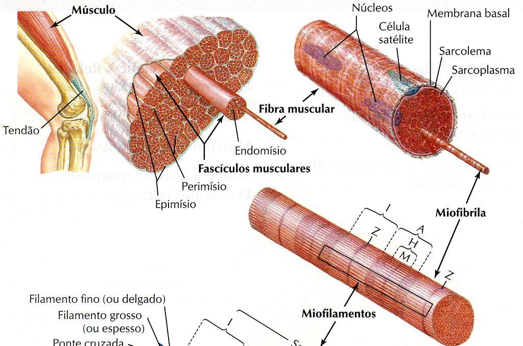 Fonte: SILVERTHORN (2010) A função do tecido conjuntivo é manter as fibras musculares unidas, fazendo com