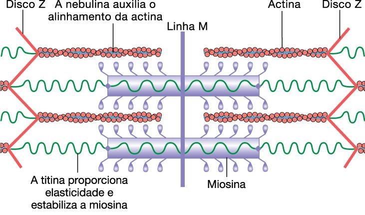 SARCÔMERO TITINA E