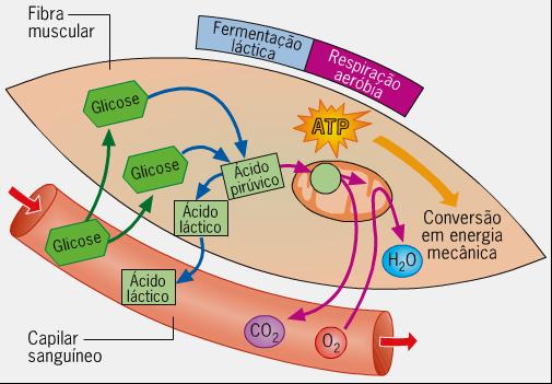 GLICOSE ANAERÓBICA E FADIGA MUSCULAR Fadiga muscular é a redução da capacidade de gerar força