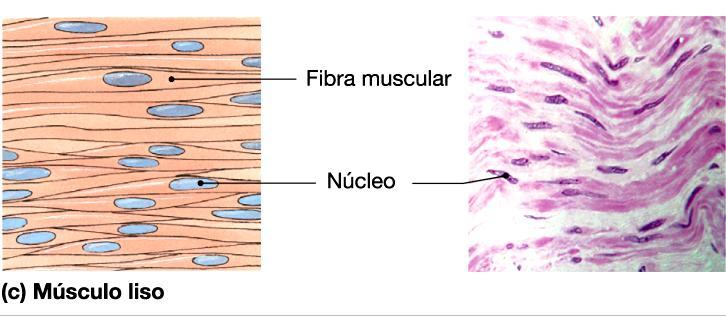 Musculo