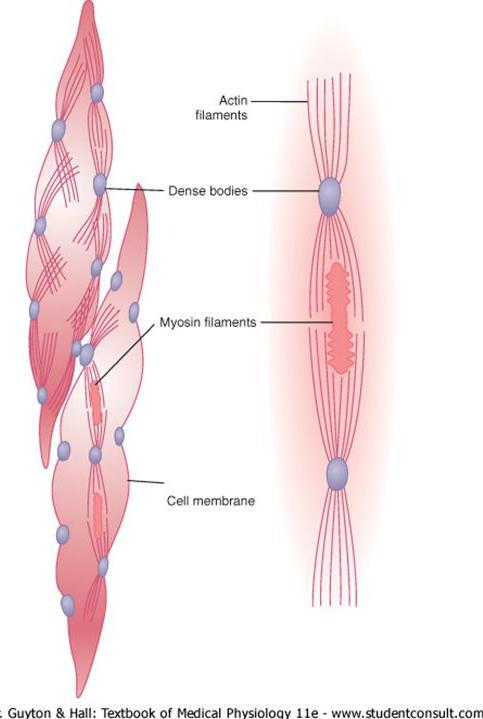 MÚSCULO LISO Miosina e Actina estão ancoradas nos corpos densos Ausência de Troponina/Tropomiosina Presença de Calmodulina