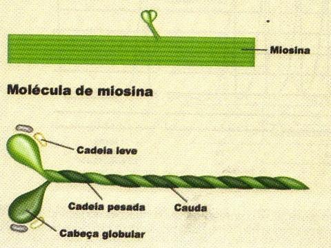 MIOSINA DO MÚSCULO LISO Cadeias leves de miosina
