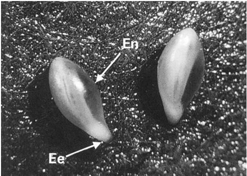 Endosperma lateral Endosperma micropilar Aspectos do crescimento do eixo embrionário (Ee) no interior do endosperma (En), sem que ocorra protrusão da raiz primária, em sementes sem pericarpo.