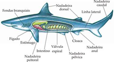 Esponjas : digestão intracelular coanócitos; Cnidários : digestão extracelular e intracelular; tubo digestório incompleto (boca) Platelmintos: digestão