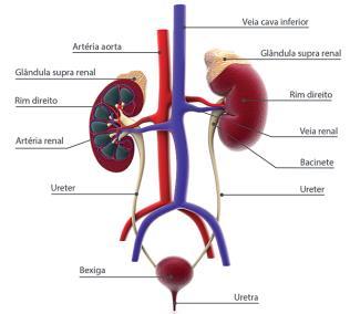 Formação da urina Filtração: Passagem de algumas substâncias (ureia, água, glicose, aminoácidos, vitaminas e sais minerais) do sangue para a cápsula renal filtrado glomerular.