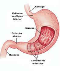 15 16 Digestão no intestino delgado (6,5 metros) o Duodeno