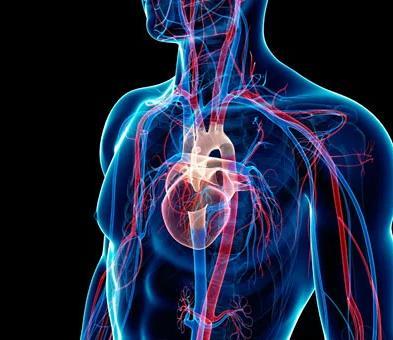 Vasos que chegam ao coração; Válvulas que impedem o refluxo; Suporta baixa pressão;