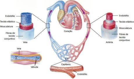cavidades (um átrio e um ventrículo); Anfíbios : Três cavidades ( dois átrios e um