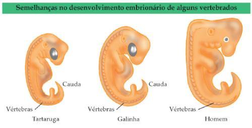 embrionárias e bioquímicas)
