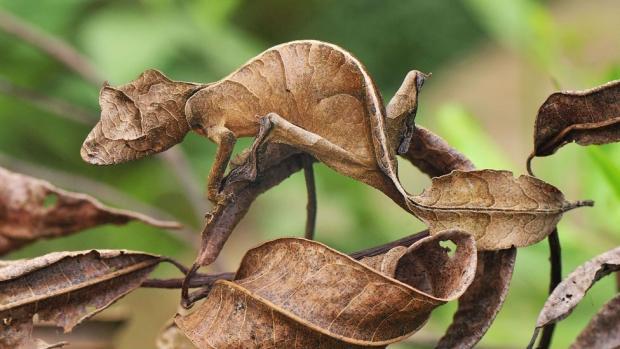 Exemplos de seleção natural A lagartixa-satânica-cauda-de-folha, natural de Madagascar,