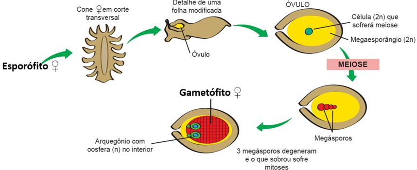 Formação do