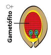Polinização e formação da semente de gimnospermas Oosfera + 1núcleo espermático zigoto