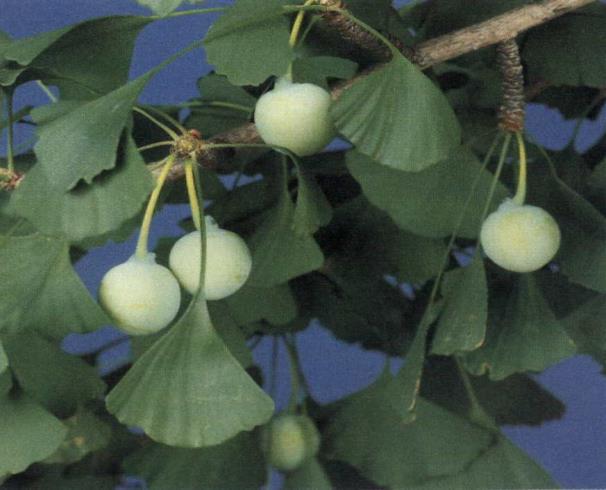 GAMETÓFITO GIMNOS- PERMAS - fase passageira - gametófito : grão de pólen e tubo polínico - gametófito : tecido nutritivo com arquegônios, permanece no estróbilo GAMETAS - Gameta : célula espermática