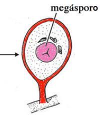 mãe de megásporo e 1 esporo funcional (resultado da meiose)