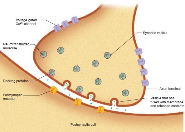 Sinapse química Mecanismo de liberação de neurotransmissores