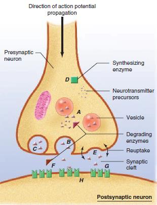 Modificação da transmissão sináptica por drogas ou doenças A perda de NT para o citoplasma e degradação enzimática B aumento da liberação de NT na fenda sináptica C bloqueio da liberação do NT D