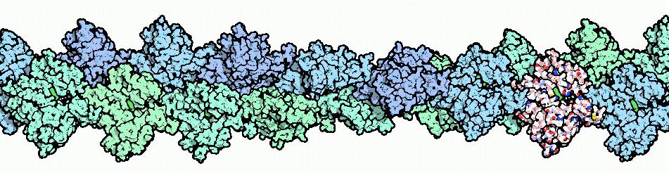 Contração do Músculo Esquelético As proteínas que formam as estruturas dos filamentos fino e grossos tiveram suas estruturas tridimensionais determinadas a partir de cristalografia por difração de