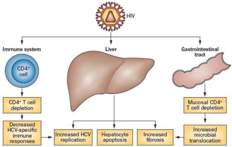 Como o HIV influencia na infecção pelo HCV?