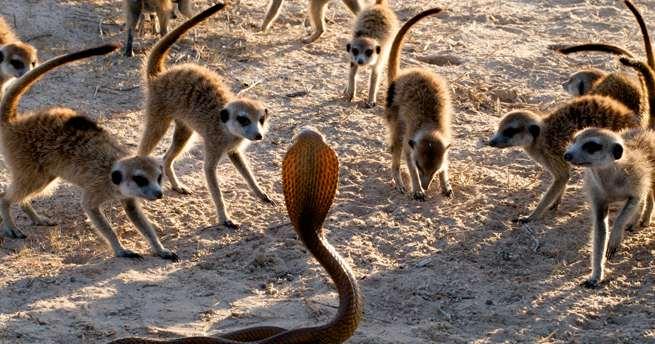 Seleção de Parentesco (kin selection) Os suricatos