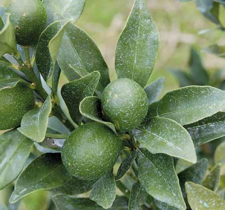 COBRE ARQUIVO FUNDECITRUS MANEJO RACIONAL USO SUSTENTÁVEL EXIGE EQUILÍBRIO ENTRE NUTRIÇÃO E PROTEÇÃO DAS PLANTAS Além de proteger contra doenças, o cobre é essencial para o desenvolvimento das