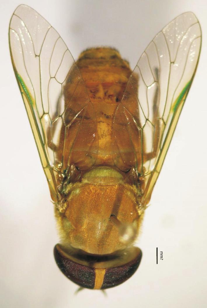 Descrição de uma nova espécie de Chlorotabanus (Insecta, Diptera... 205 pêlos dourados. Fronte (Fig. 2) estreita e convergente na base; índice frontal 9.0; índice de divergência 1.