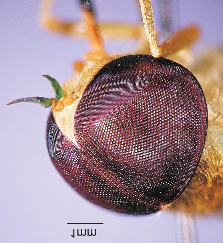 Descrição de uma nova espécie de Chlorotabanus (Insecta, Diptera.