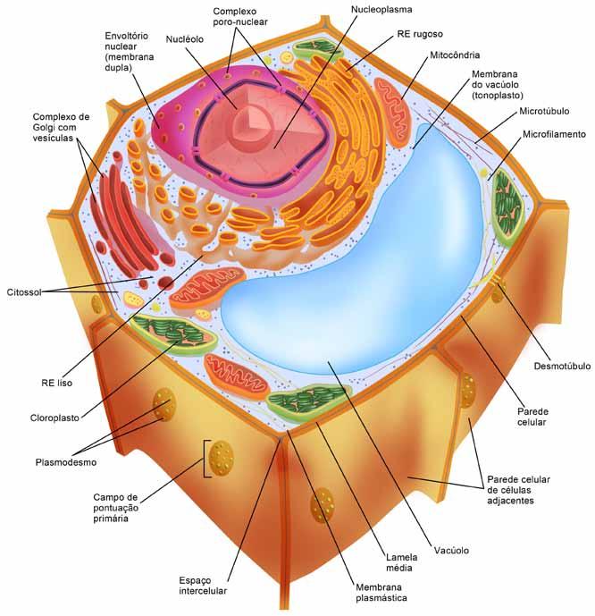 120 Biologia Celular 3. A Parede Celular Em geral, a célula vegetal é limitada por uma parede celular rígida associada externamente à membrana plasmática (Fig. 10.1).
