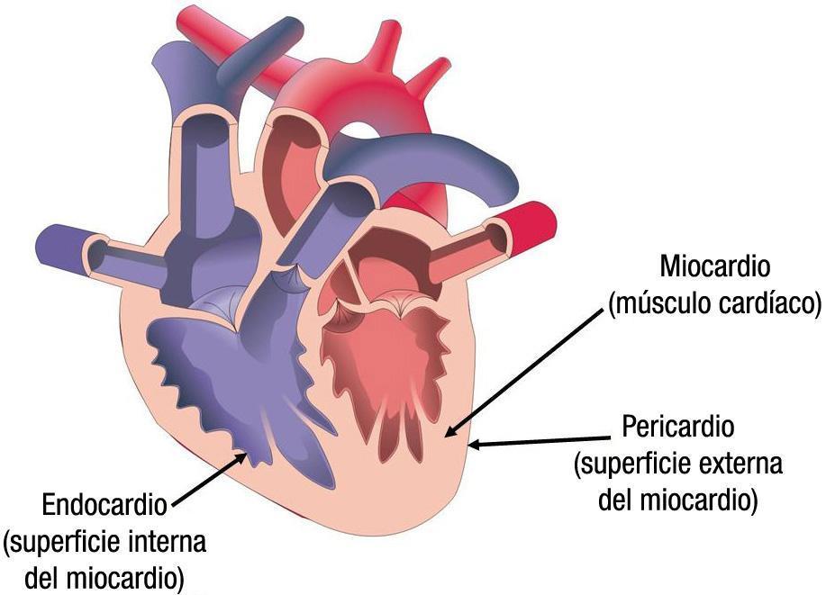 Sistema cardiovascular Fibrose na região do miocárdio Depósito de lipídeos e cálcio nas válvulas cardíacas; Aumento de colágeno no