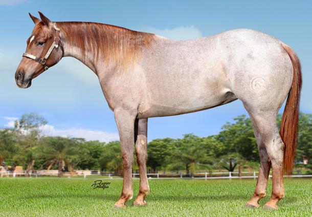 13 MISS PEPTO BLUE Fêmea QM P249843 Rosilho 01/12/2016 Proprietário: Haras Terra Roxa LAREDO BLUE ONE TIME CAT MECOM BLUE ROSITA WILSON ONE TIME PEPTO A CAT ABOVE HAIDAS LITTLE PEP ROYAL BLUE BOON