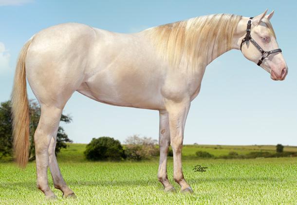 Seu pai Lizs Doc Junior e produtor de vários animais ganhadores de provas de laco comprido e Team Roping no Mato Grosso.