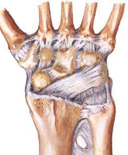 Fratura do Punho 2 Como é a anatomia normal do punho? A articulação do punho é formada pela porção final dos ossos do antebraço (rádio e ulna) que se unem com os ossos do carpo.