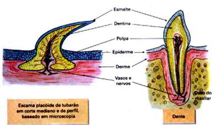 condrictes a boca é ventral, com maxilas e várias fileiras de dentes pontiagudos, que são