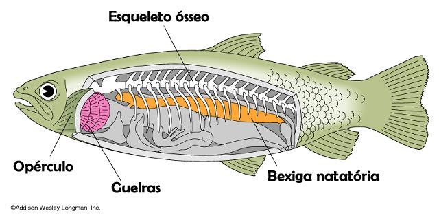 Diferentemente da nadadeira dos condríctes que são rígidas, as nadadeiras dos osteíctes são mais flexíveis, o que ajuda