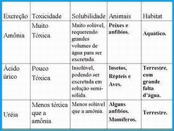 Embora seja tóxica, a amônia é solúvel em água e pode ser eliminada, uma vez que há grande