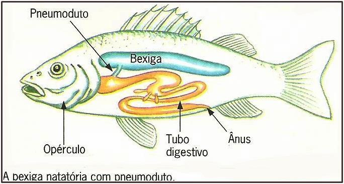 Com exceção de algumas ssp que vivem no fundo do mar ou do rio, os osteíctes possuem uma bolsa de gases (N, CO 2 e O) chamada de bexiga natatória.