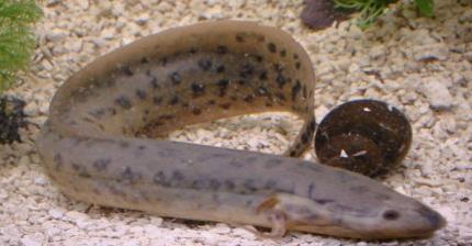 Peixe Dipnóico, que sobrevive durante vários anos em condições extremas - Duração: 1:36 https://www.youtube.com/watch?