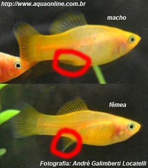 Reprodução A reprodução é sexuada, com sexos separados (poucas ssp hermafrodita).