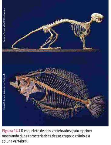 1 Características gerais dos vertebrados O esqueleto inclui coluna vertebral, que sustenta o corpo e protege a medula espinhal, além de crânio, que protege o encéfalo.