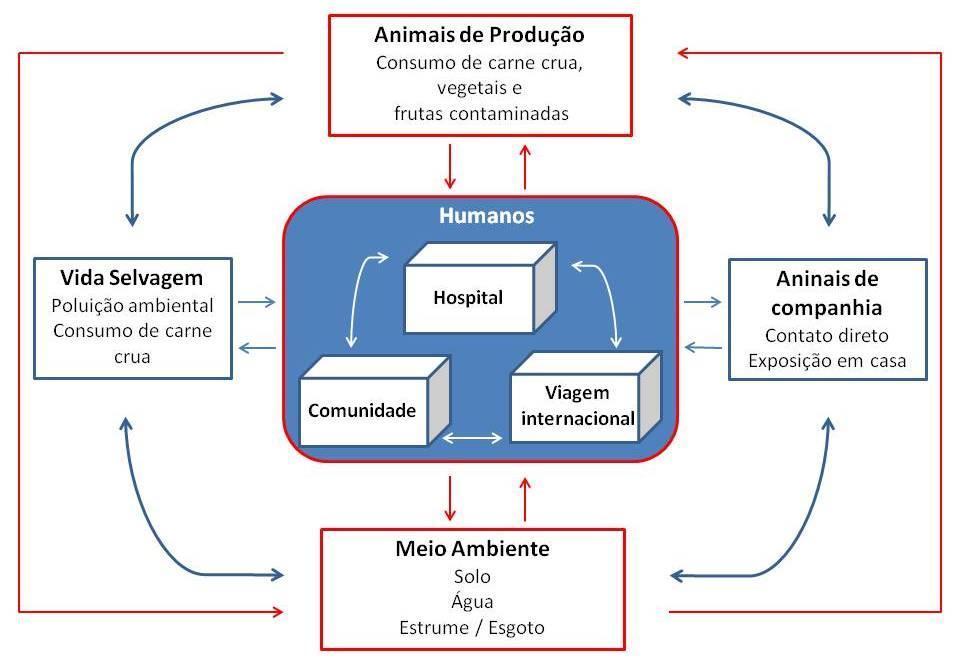 Figura 4 - Fluxograma adaptado de Ewers et al. que ilustra as possíveis vias de transmissão da resistência aos antibióticos entre os diferentes nichos ecológicos (Ewers et al., 2012).