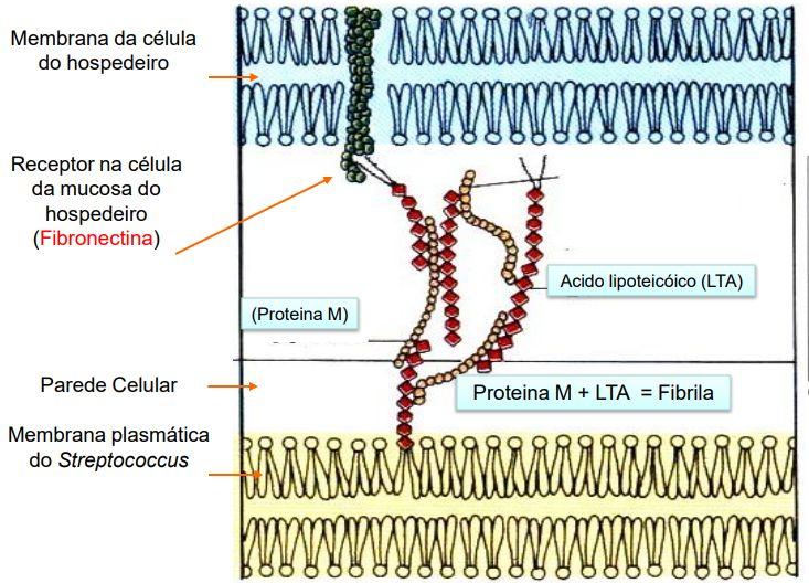 proteína M ácido