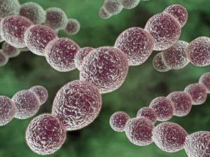 Streptococcus Pyogenes Condições de cultivo Anaeróbica facultativa; 37 graus