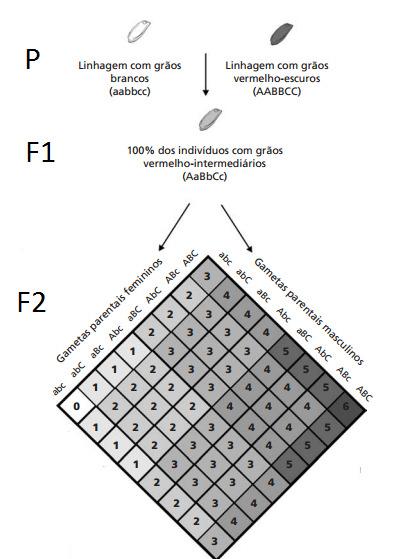 brancos Caracteres quantitativos: Cor dos grãos de trigo (Nilsson Ehle) rosas vermelhos F2