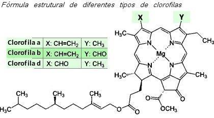 A clorofila a (Chl-a) está presente nos organismos que realizam fotossíntese oxigênica.