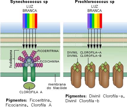 Ficobilinas (ficoeritrina e ficocianina) Divinil clorofila-a Divinil